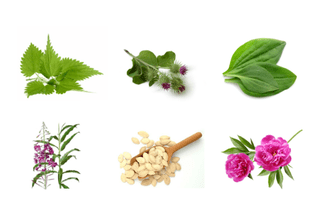 Planzen fir Prostatitis