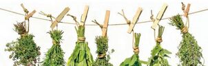effektiv Kraider fir Prostatitis